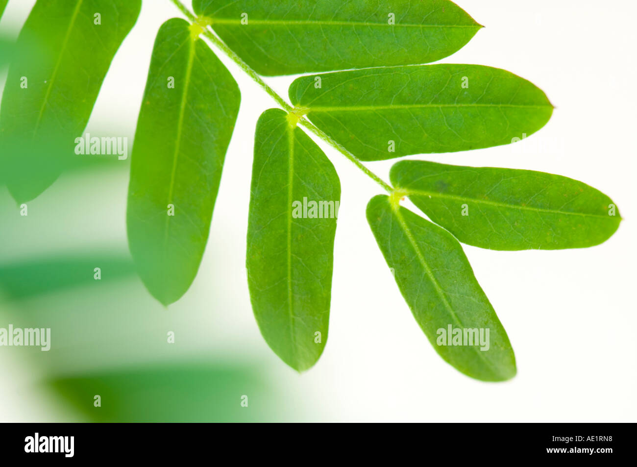 Nahaufnahme der Blätter von Bean Tree in Florida Stockfoto