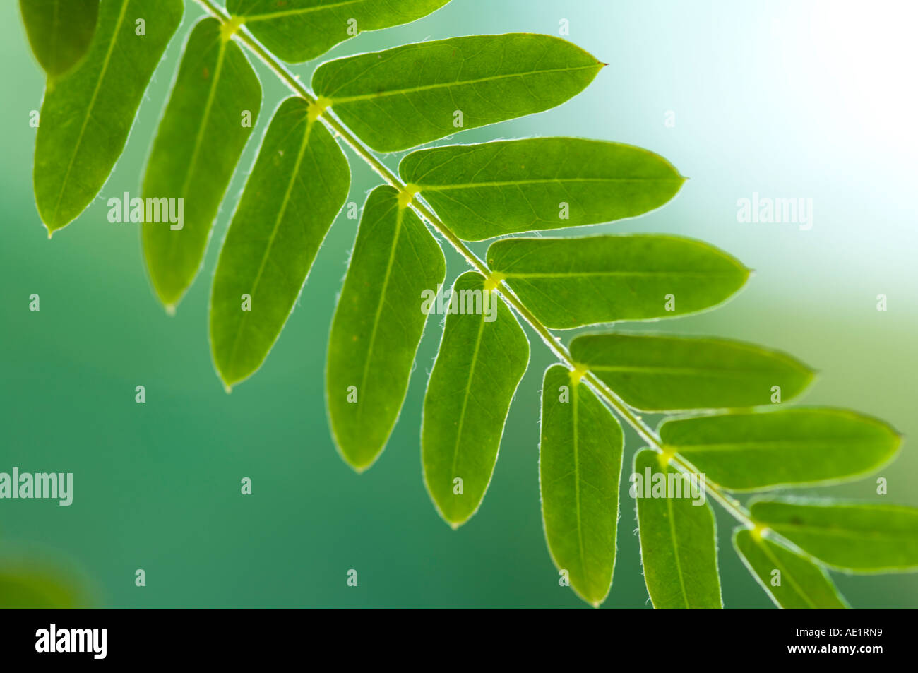Nahaufnahme der Blätter von Bean Tree in Florida Stockfoto