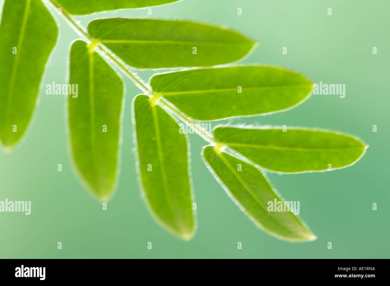 Nahaufnahme der Blätter von Bean Tree in Florida Stockfoto