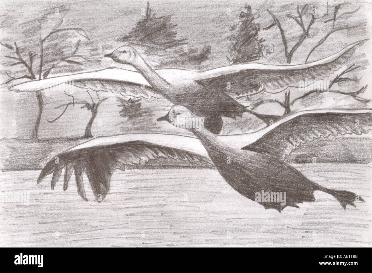 ARS71033 Malerei Illustration Zeichnung schwarz / weiß Monochrom von zwei fliegenden Schwänen Indien Stockfoto