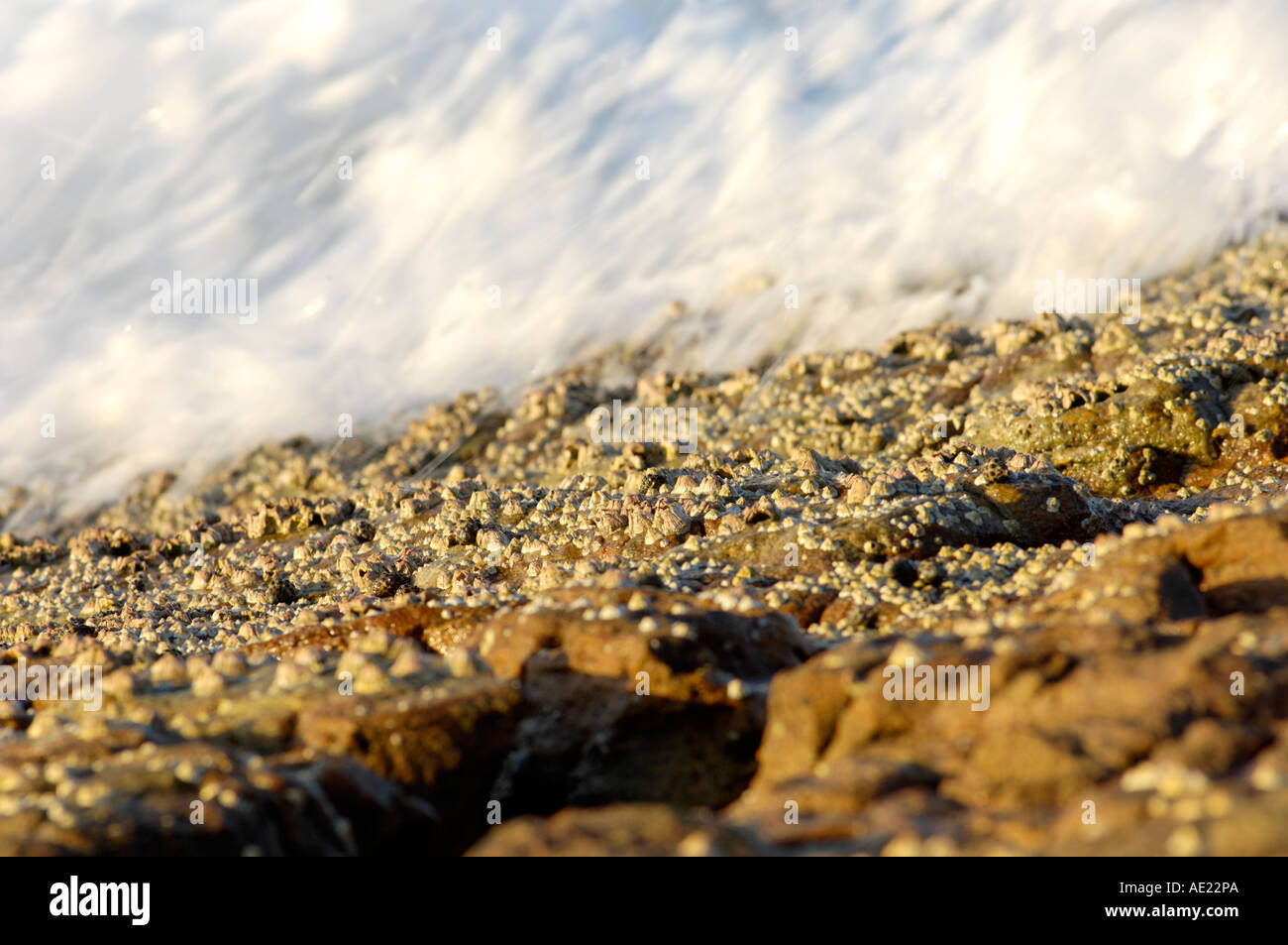 Eine Nahaufnahme von einer Welle stürzt über Felsen bedeckt mit Seepocken und andere Meerestiere. Stockfoto