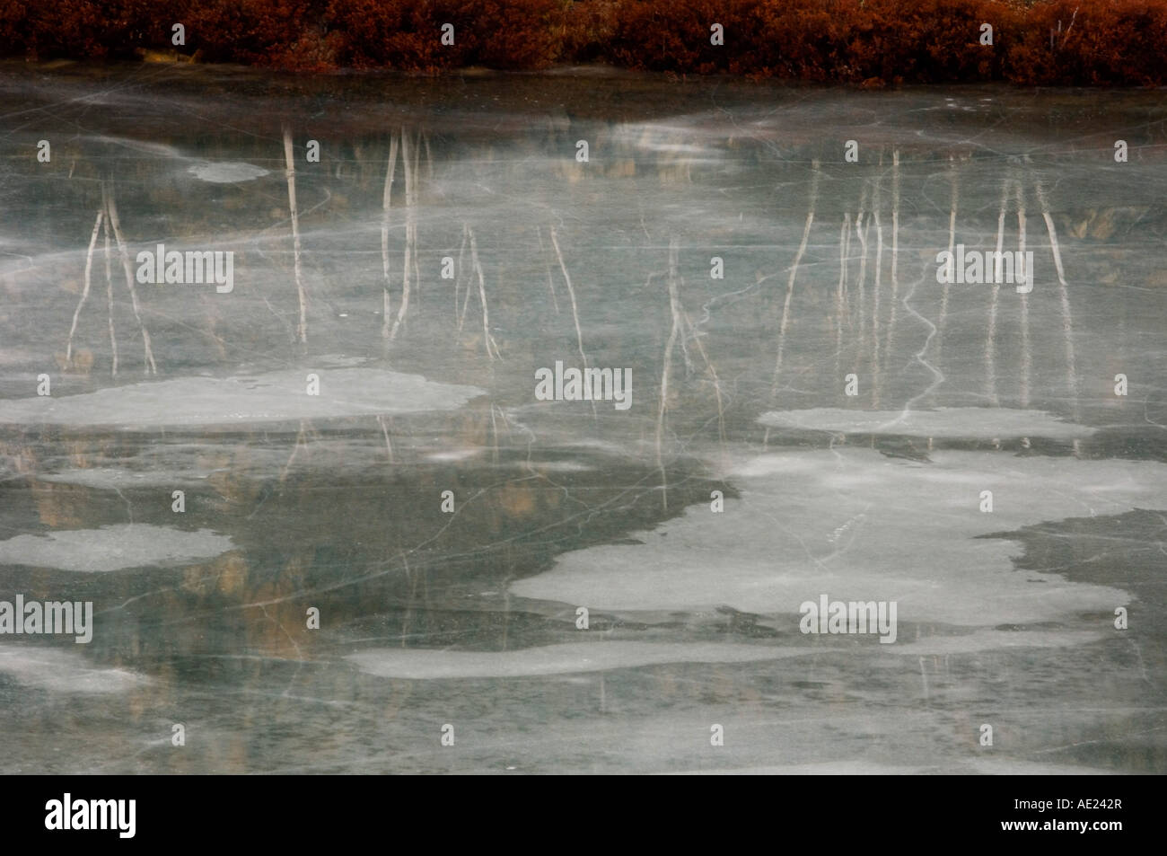 Birken, spiegelt sich in nassem Eis teilweise gefrorenen Silbersee, Greater Sudbury, Ontario, Kanada Stockfoto