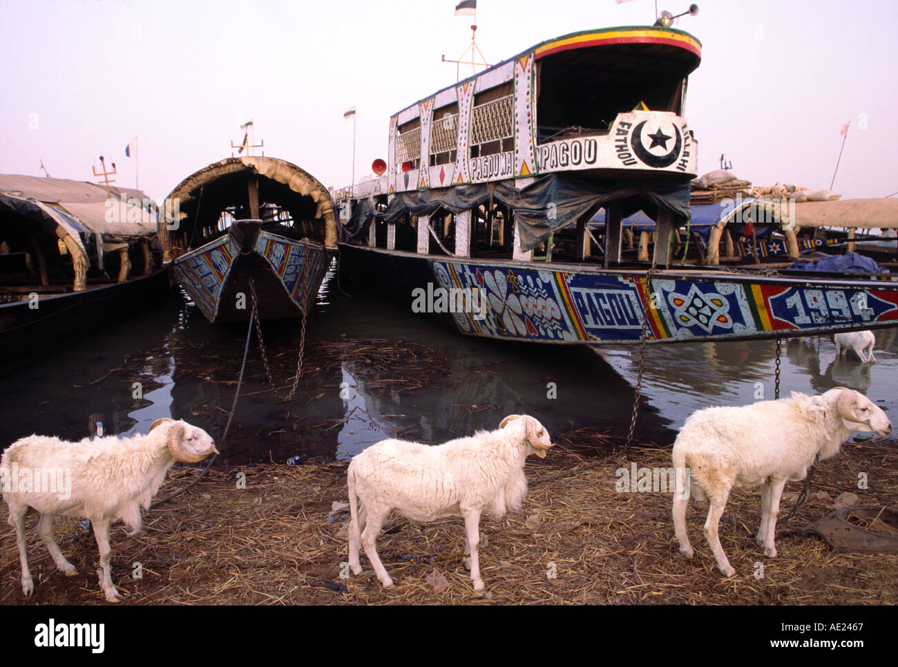 Schafe und Pirogen an den Ufern des Flusses Niger, Mopti, Mali Stockfoto