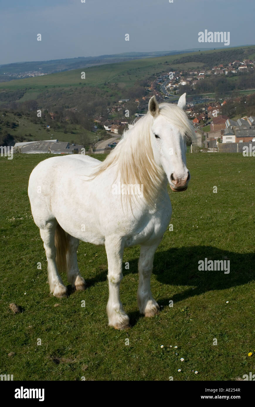 White Horse Hengst Stockfoto