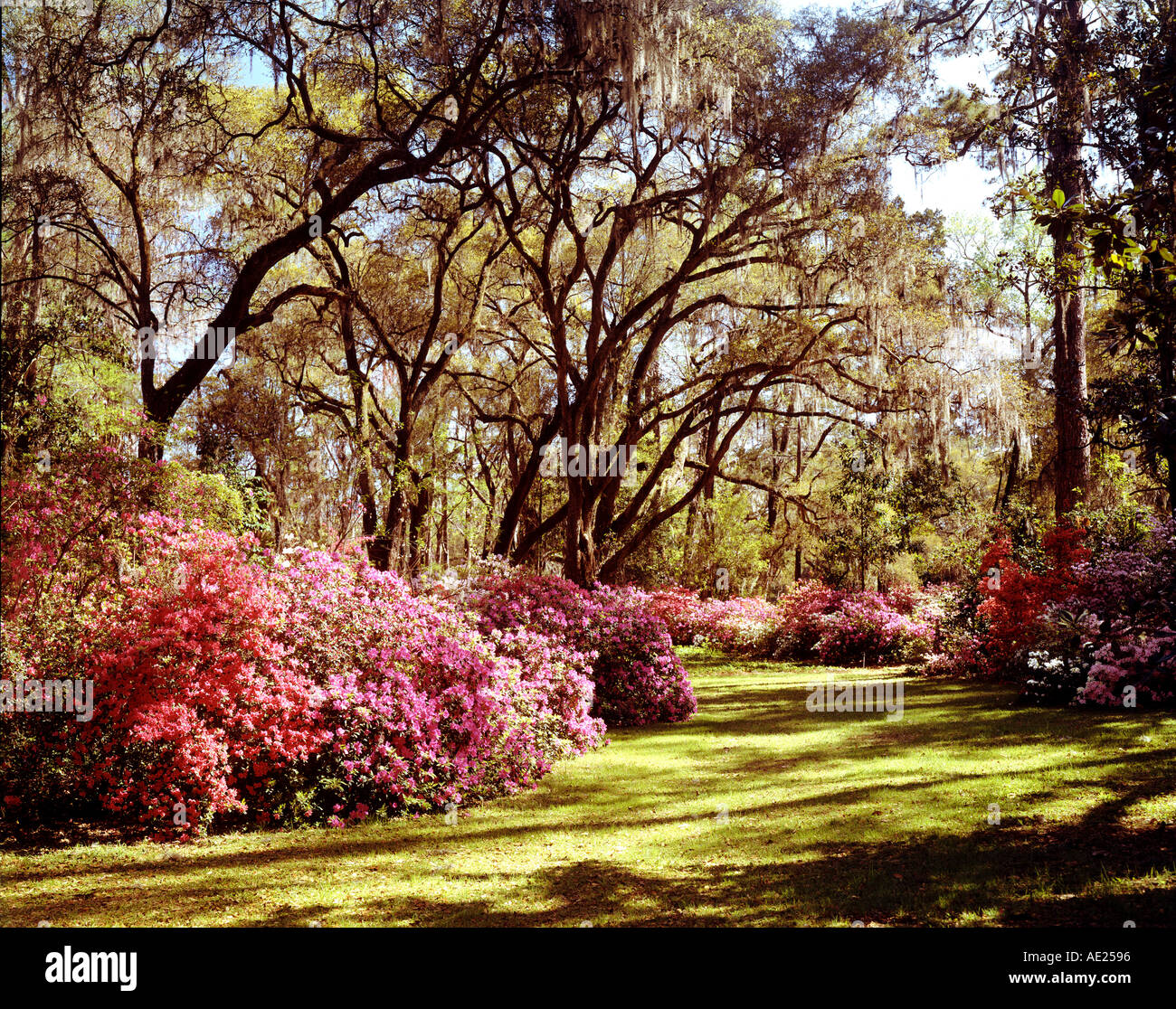 Magnolia Gardens In Charleston South Carolina Usa Im Fruhling