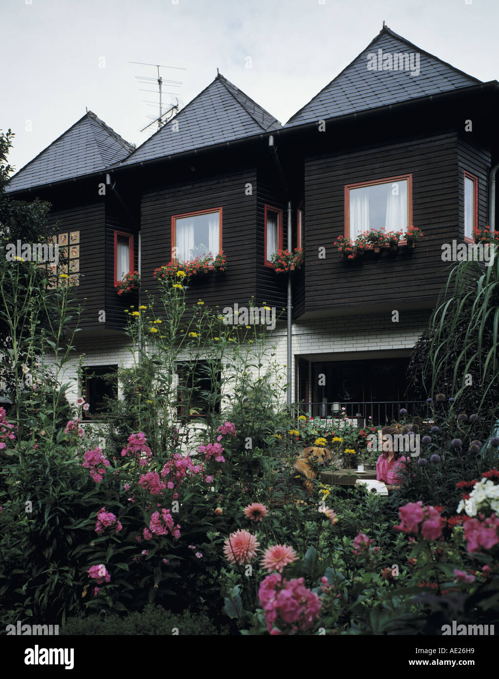 Rosa Dahlien und Rosen im Garten des modernen schwarzen und weißen Stadt Reihenhaus mit Spitze Dächer Stockfoto