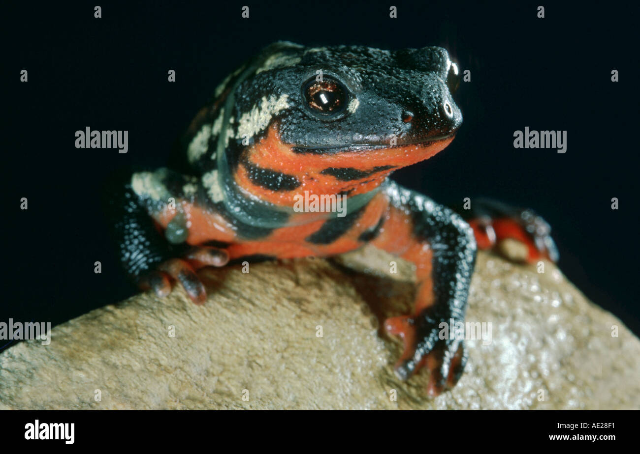 Newt sitzt auf einem Stein PORTRAIT Feuer Salamander Salamandra Paramesotriton Cynops orientalis Stockfoto