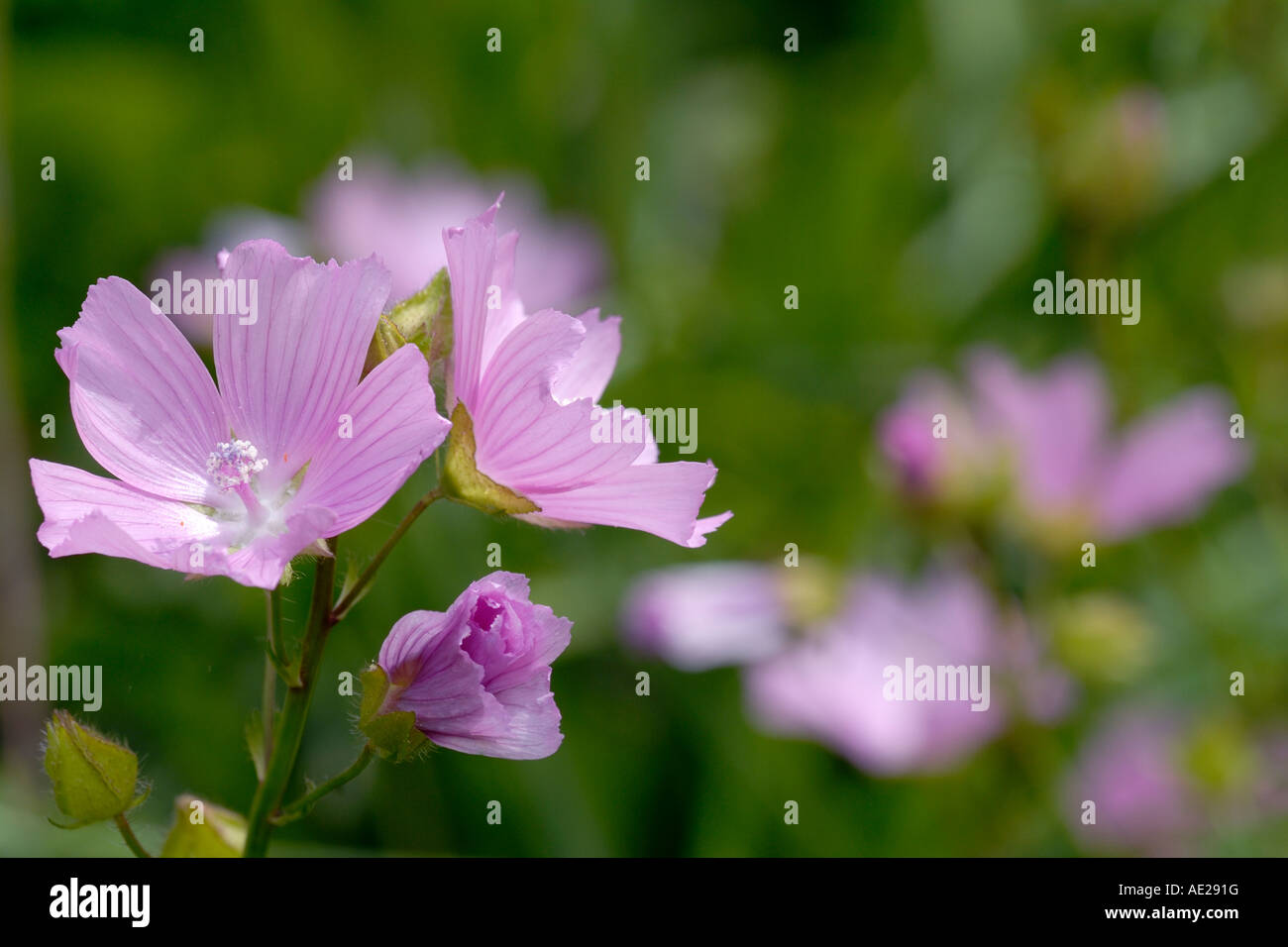 Muskmalow flower, Malva moschata, Wales, Großbritannien Stockfoto