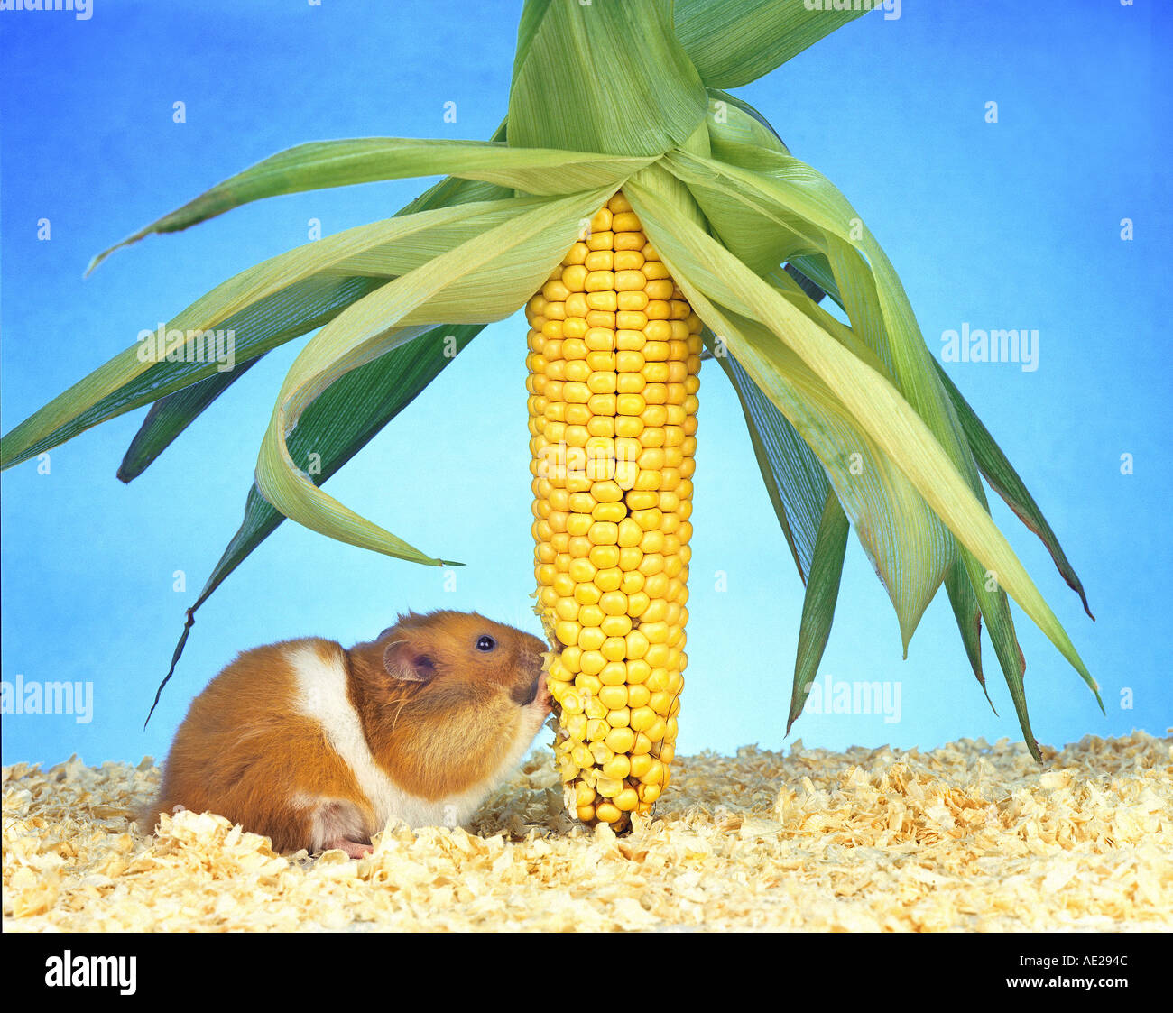 Goldhamster ist eine frische Maiskolben essen. Stockfoto
