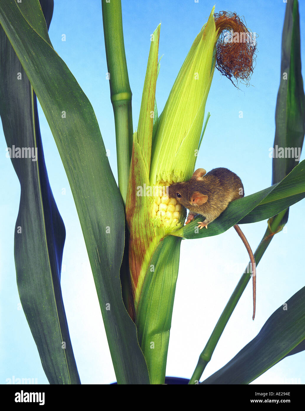 graue graue Maus ist eine frische Maiskolben essen. Stockfoto