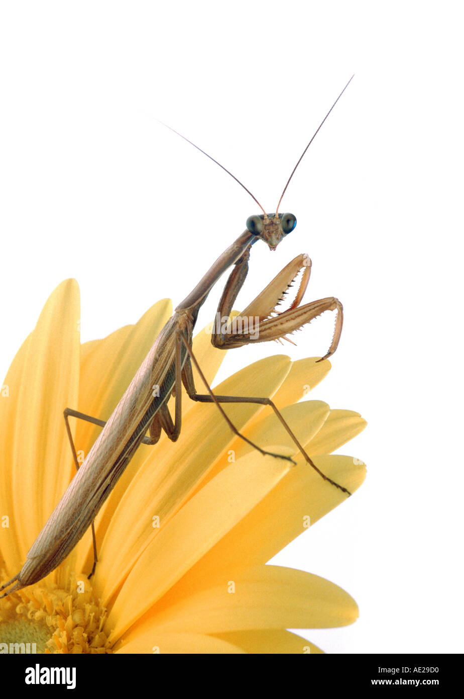 Gottesanbeterin Mantis Religiosa sitzt auf einer gelben Blume CAMOUFLAGE männlich Stockfoto