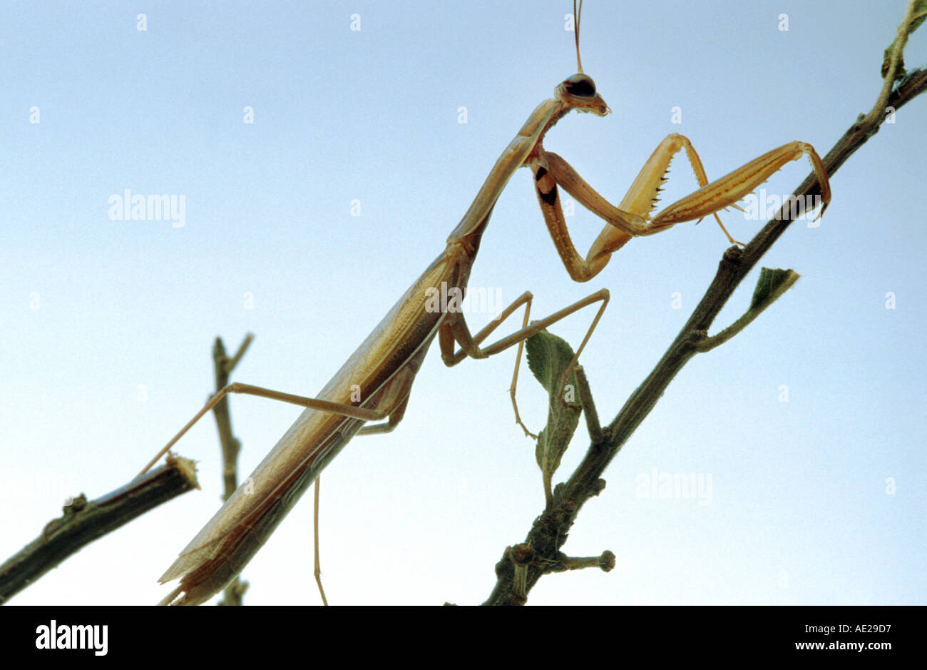 Gottesanbeterin Mantis Religiosa sitzt auf einem Zweig CAMOUFLAGE Studio gedreht Stockfoto