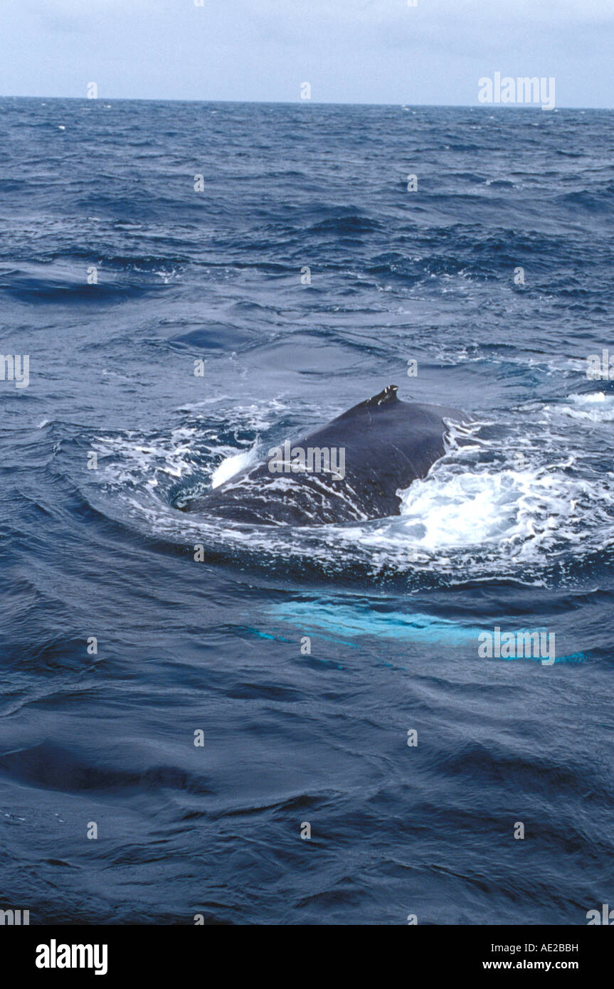 North atlantic Buckelwal Rückenflosse Spray weiße flipper Stockfoto