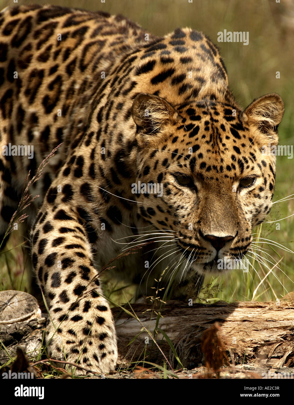 Amur-Leopard, Wildlife Heritage Foundation, Kent, UK Stockfotografie