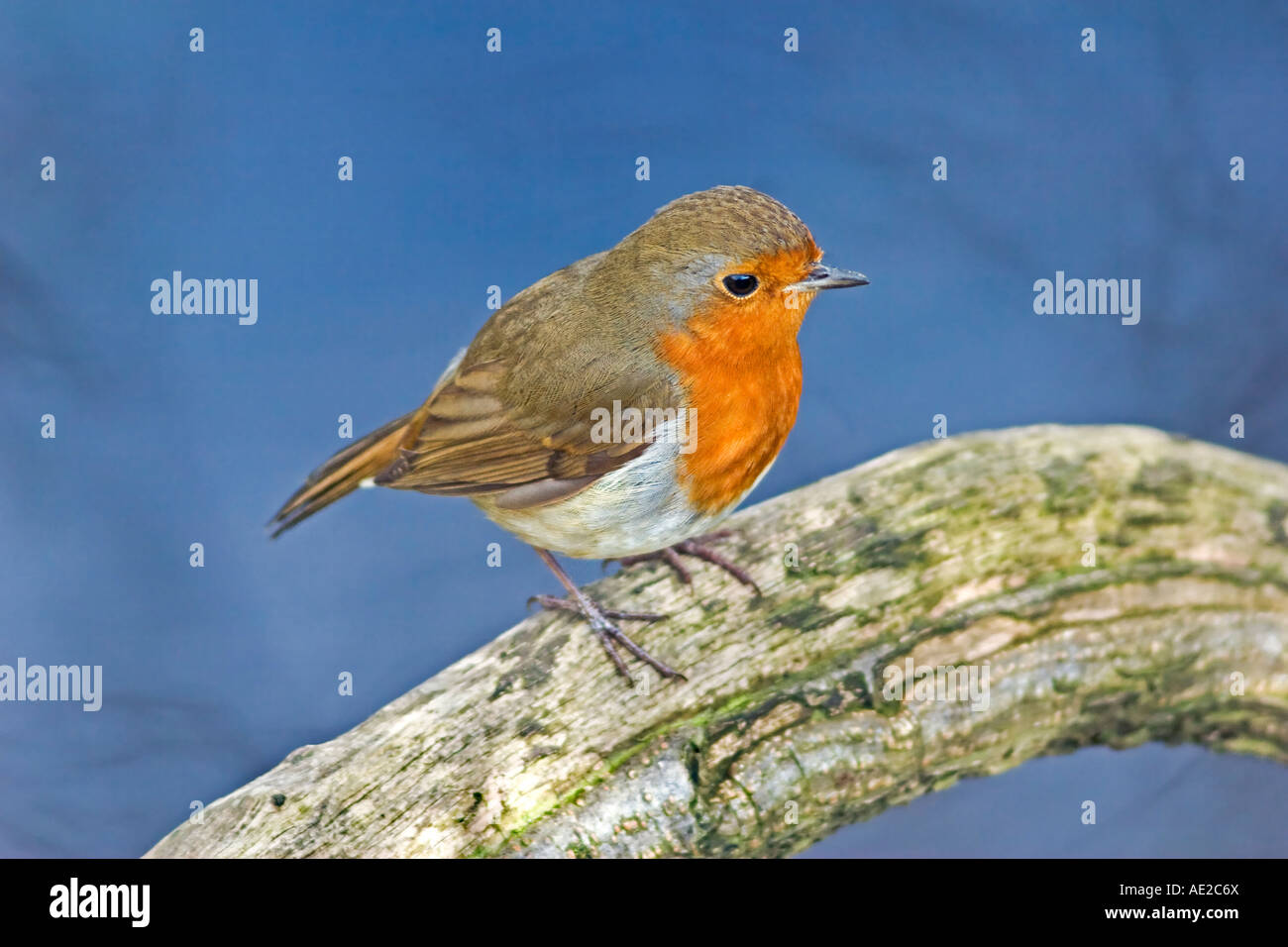 Robin thront auf einem Ast UK Stockfoto