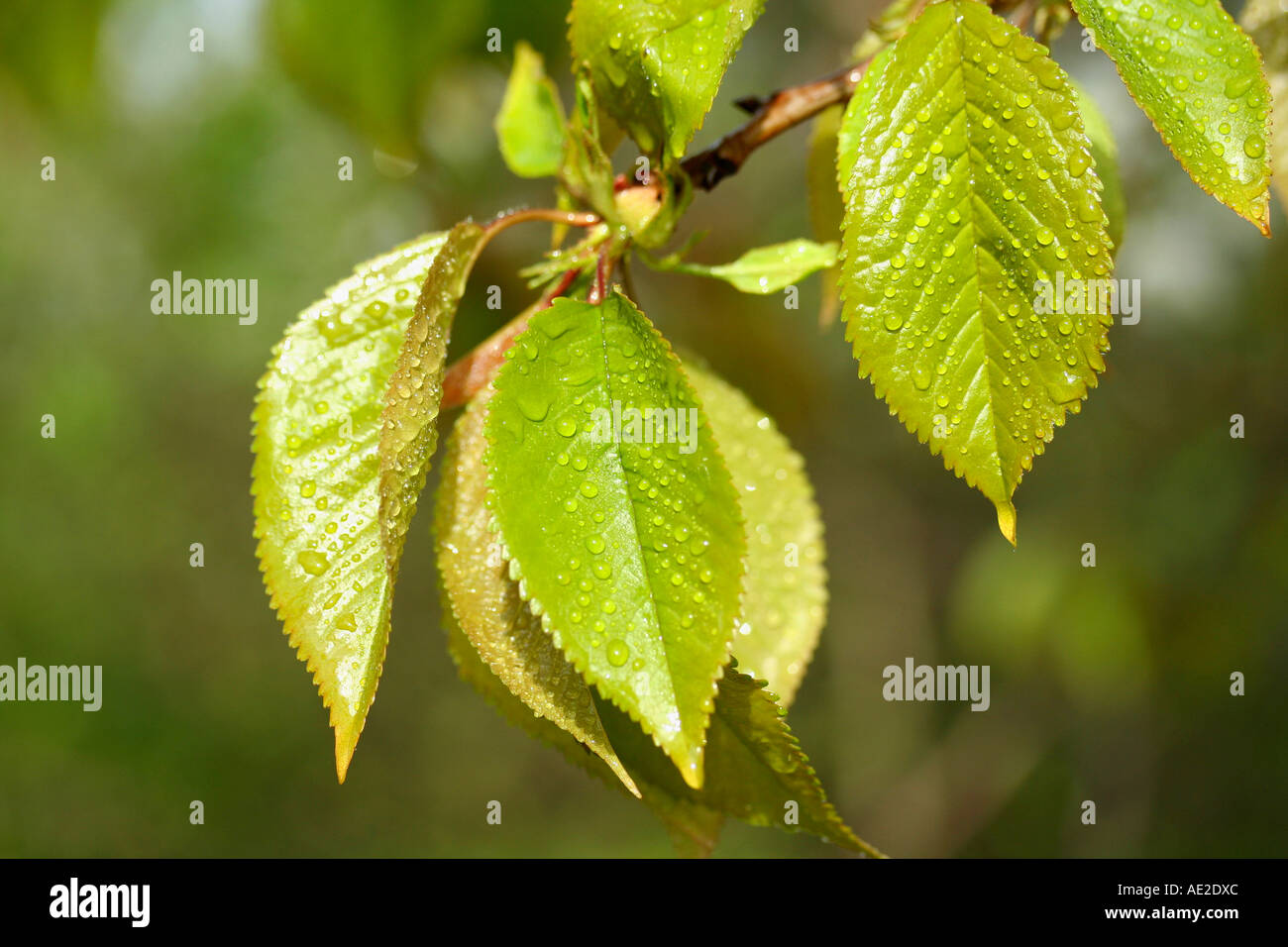 Kirschbaum Blätter mit Tröpfchen Stockfoto