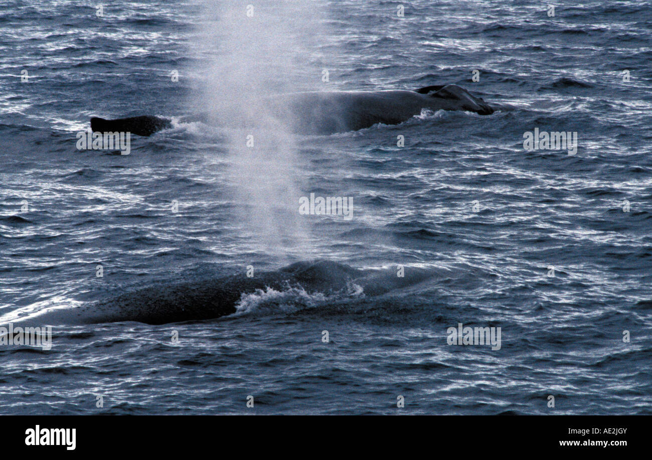Buckelwal Pod Ausatmen Spray Halbinsel Samana Dominikanische Republik Stockfoto