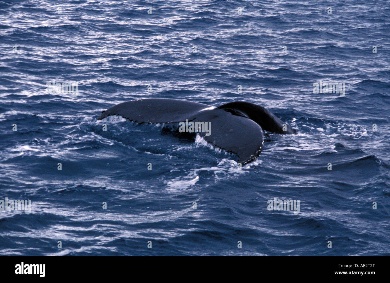 Humpback Whale tail Fluke klingende Halbinsel Samana Dominikanische Republik Stockfoto