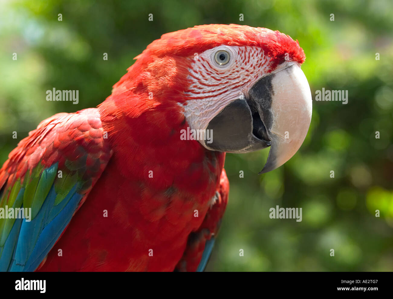 Roter Ara Papagei in Mittel- und Südamerika heimisch Stockfoto