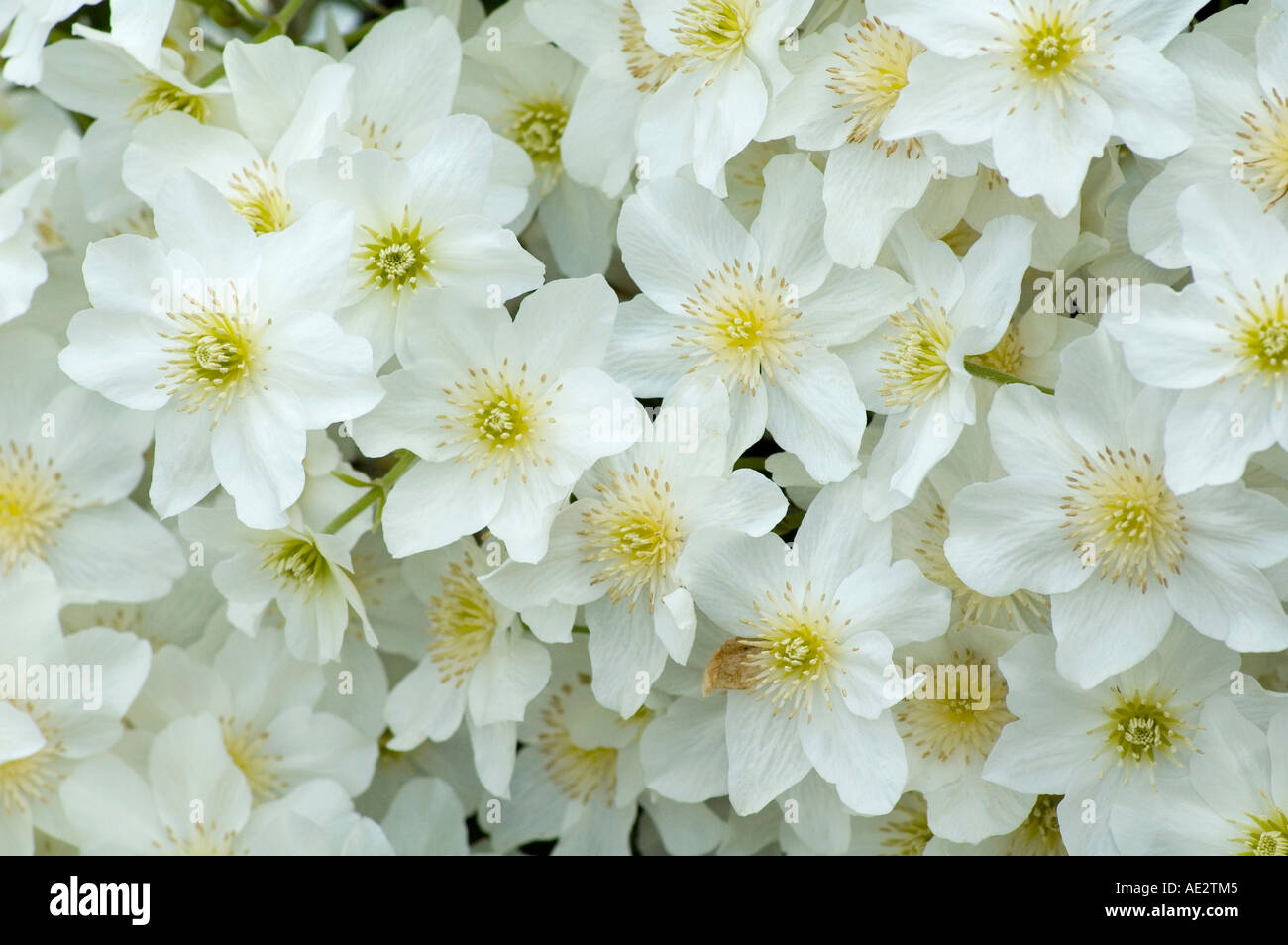 Clematis Cartmanii Lawine reine weiße Frühling blühende clematis Stockfoto