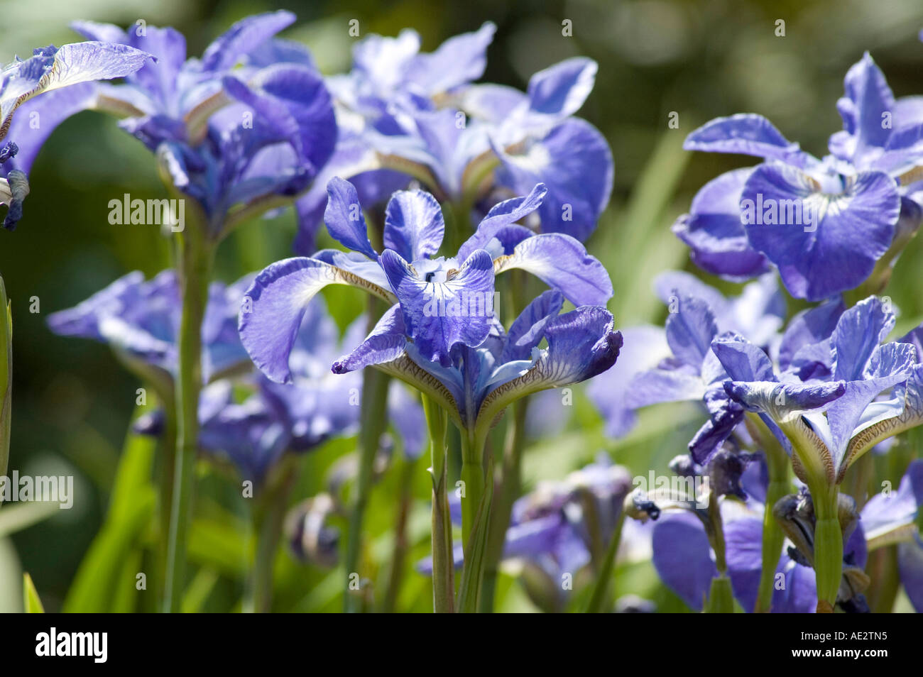 Iris Sibirica sibirische Garten mehrjährig mit Pulver blaue Blumen Stockfoto