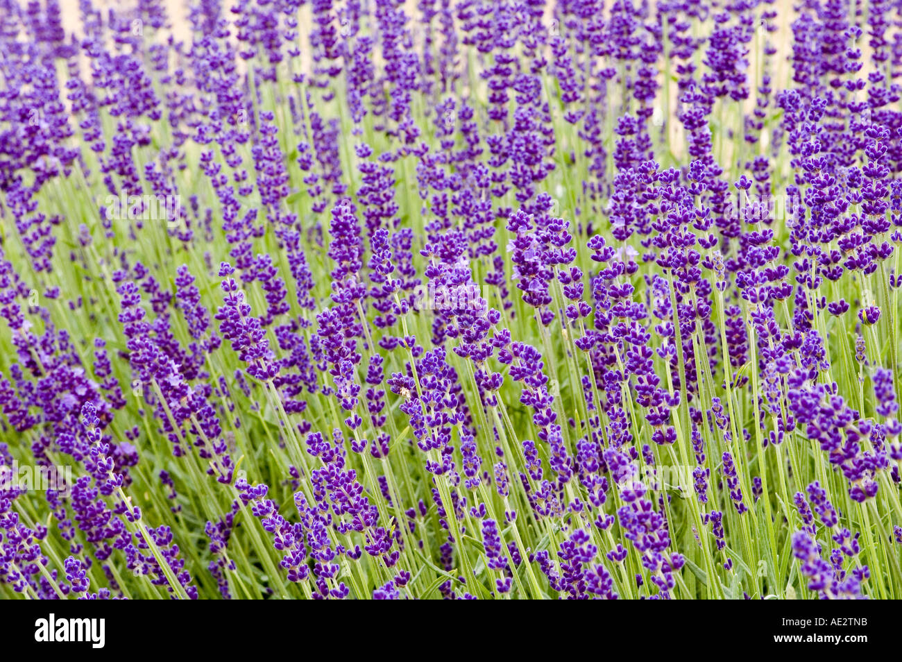 Tiefblaue Lavendel Lavandula Angustifolia Hidcote aromatischer Strauch Kraut Stockfoto