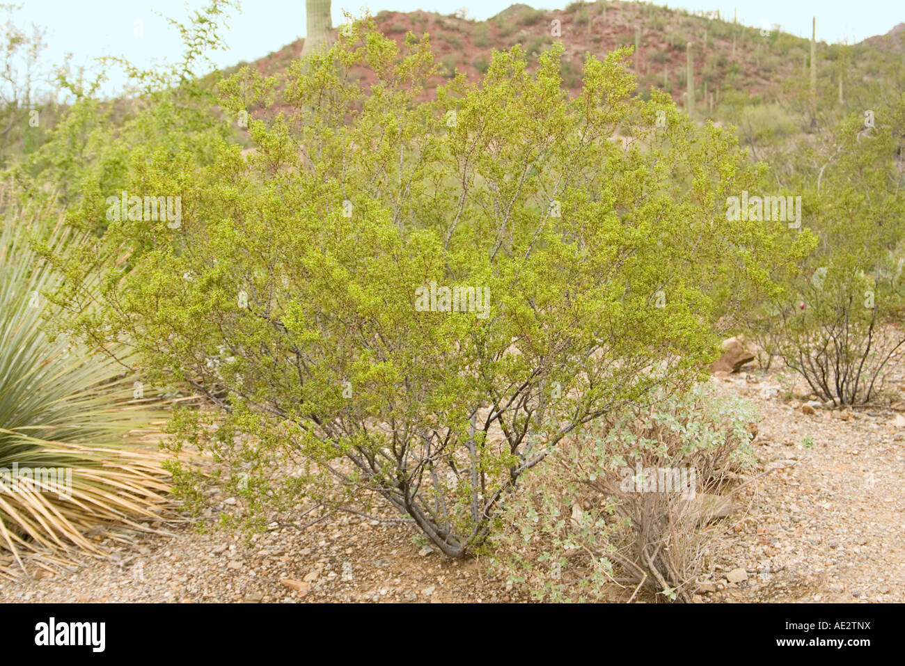 Kreosotbusch Larrea Tridentata Tucson Arizona USA 29 Juli Zygophyllaceae Stockfoto