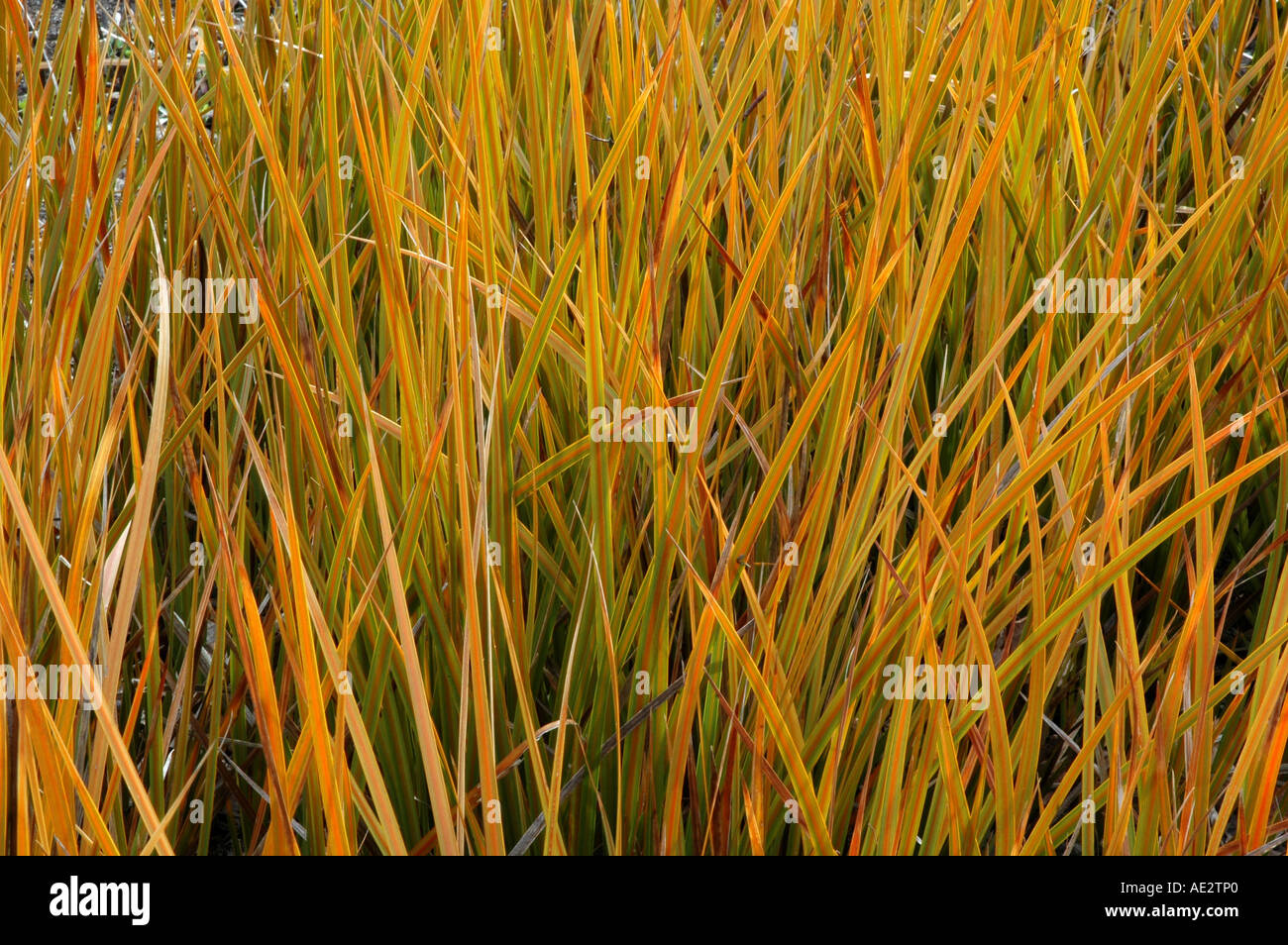 Libertia Peregrans A Laub mehrjährig Reed für feuchte Plätze günstigen Foliagein Frühsommer Stockfoto