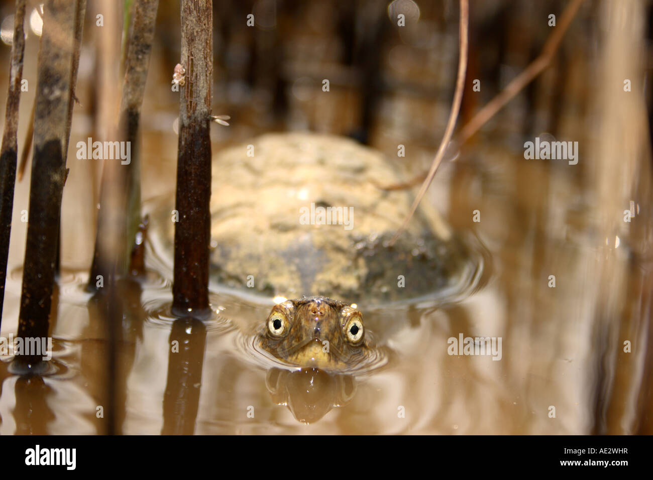 Europäische Sumpfschildkröte aus Wasser auf der Insel Pag in Dalmatien, Kroatien Stockfoto
