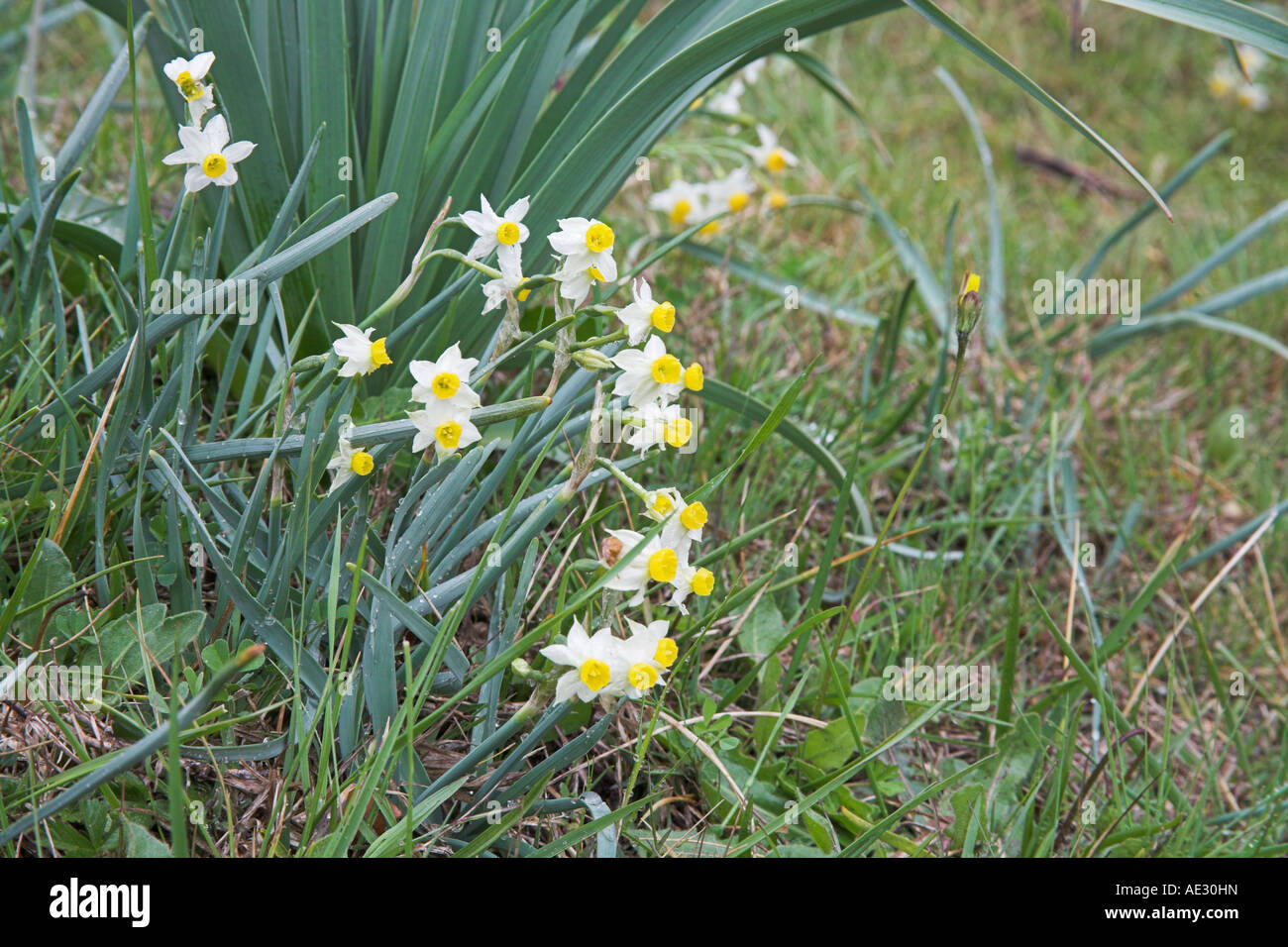 Polyanthus Narzisse Narcissus Tazetta wächst am Straßenrand grasige Ufer in der Nähe von Corte Frankreich Stockfoto