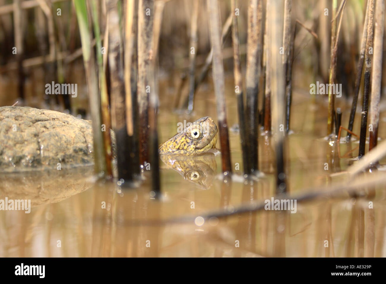 Europäische Sumpfschildkröte aus Wasser auf der Insel Pag in Dalmatien, Kroatien Stockfoto