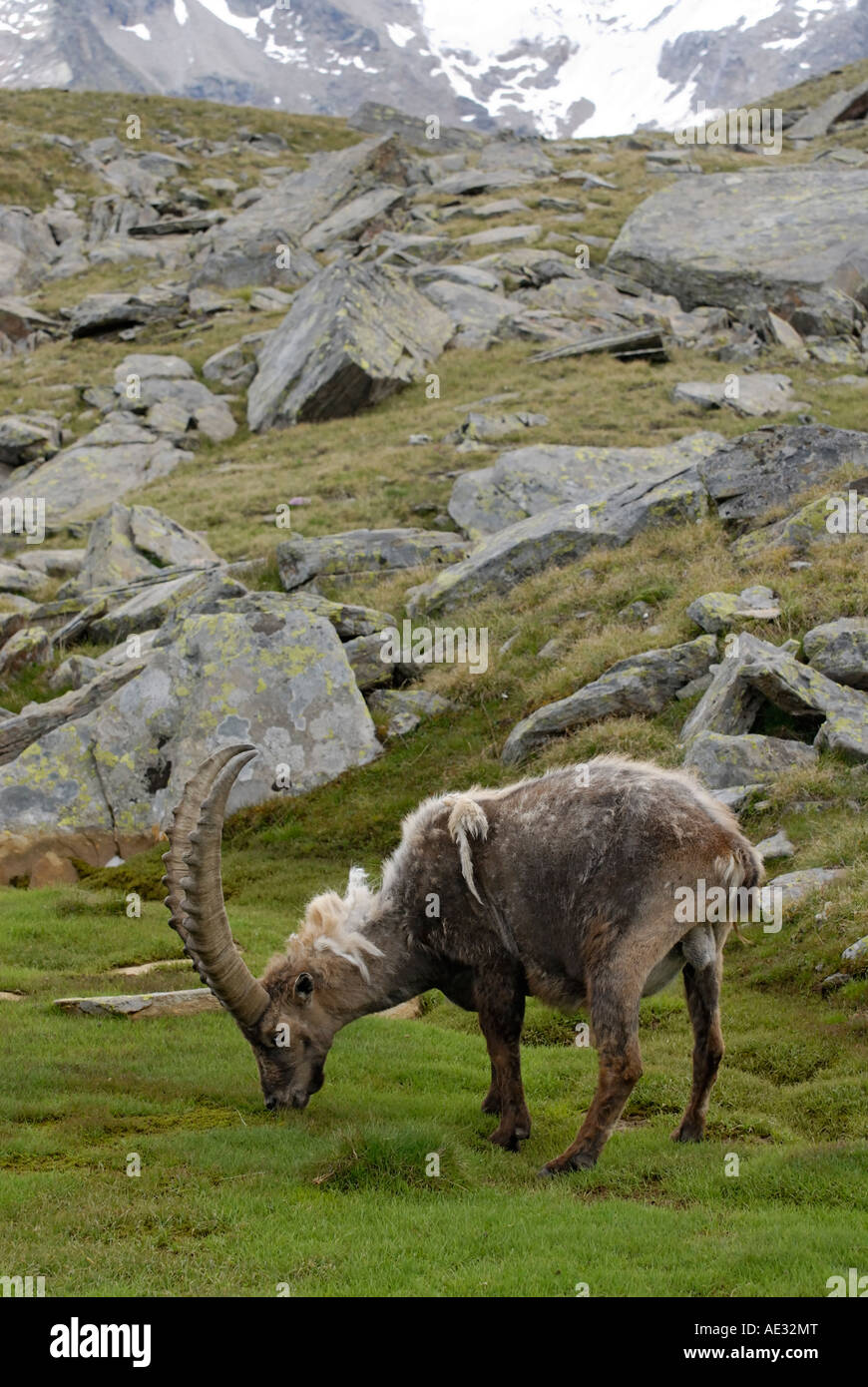 Männlichen Alpin Capra Ibex Ibex Gran Paradiso Nationalpark Italienische Alpen Stockfoto