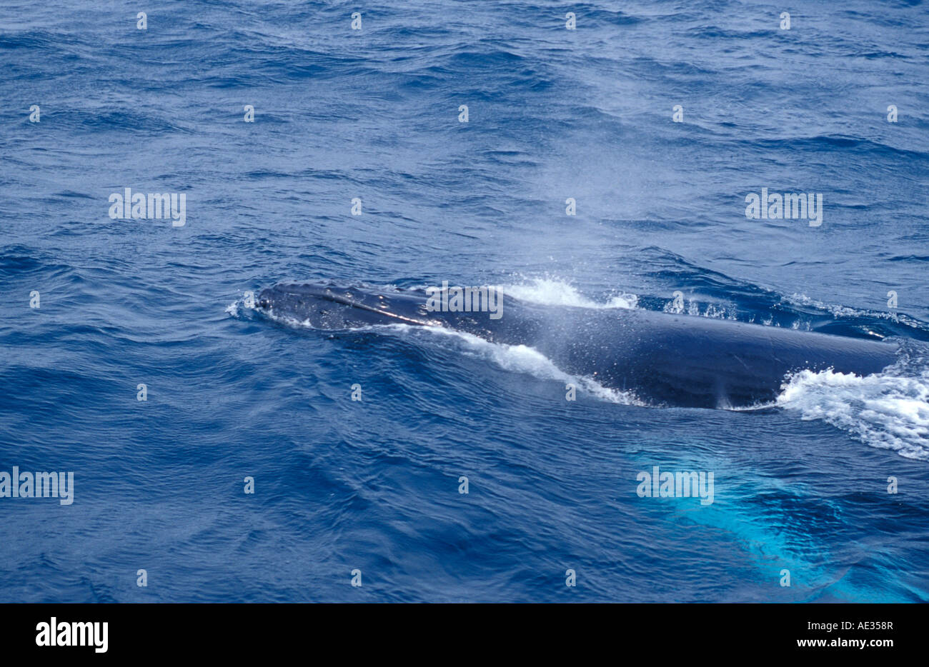 North atlantic Buckelwal genoppten Kopf sprühen Unschärfe Aktion Stockfoto