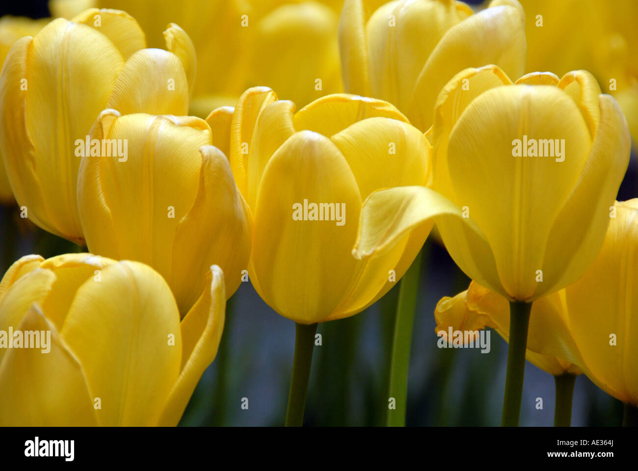 Gelbe Feder Tulpen wachsen in einem Garten Stockfoto