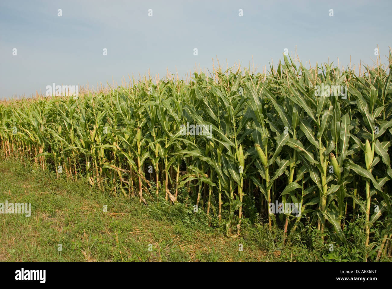 Minnesota Landwirtschaft Mais und Sojabohnen sind die zwei Hauptkulturen der südlichen Minnesota Mais wächst im Feld Stockfoto
