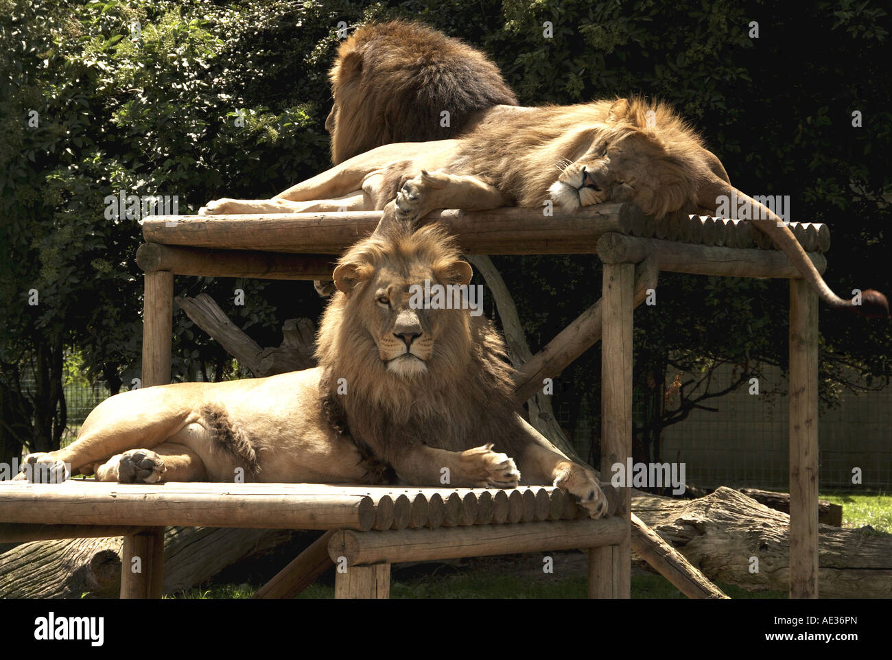 Afrikanische Löwen, Wildlife Heritage Foundation, Kent, UK Stockfoto