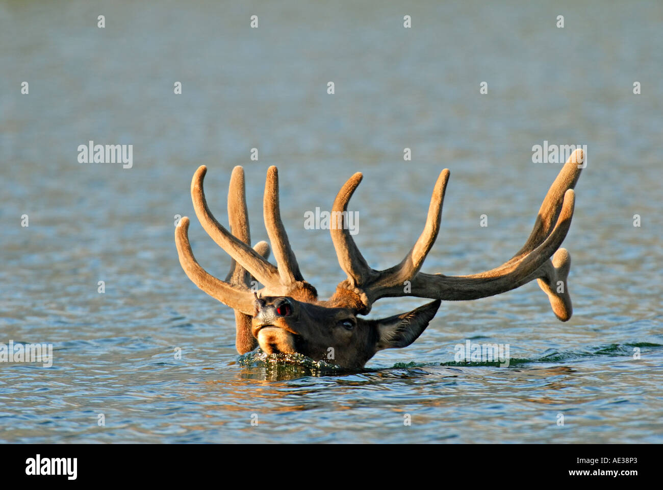Bull Elk schwimmen Stockfoto