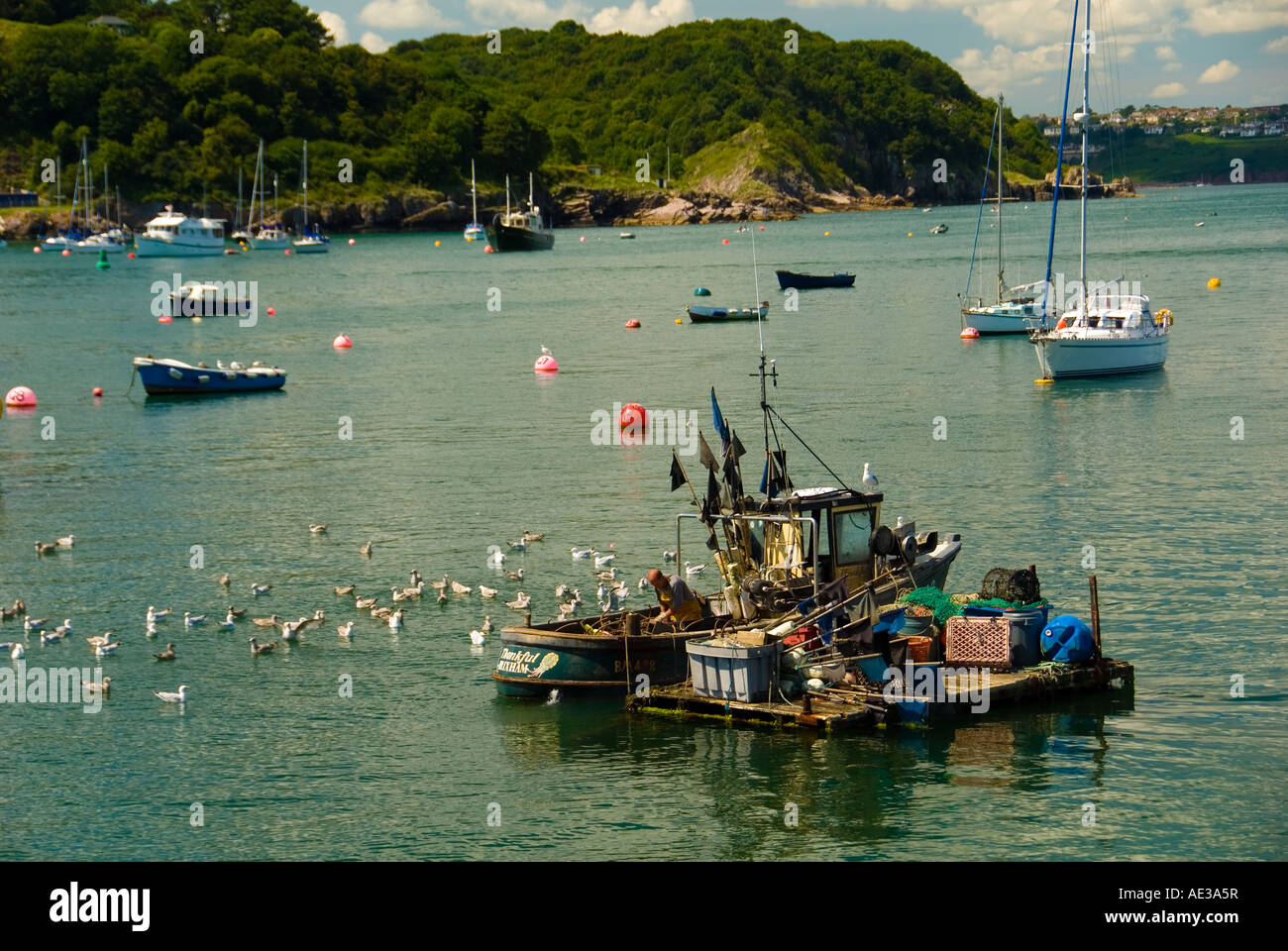 Ein Brixham Fischer Vorbereitung Köder auf seinem Fischerboot mit A Herde von Möwen in Erwartung der Verschnitt Stockfoto