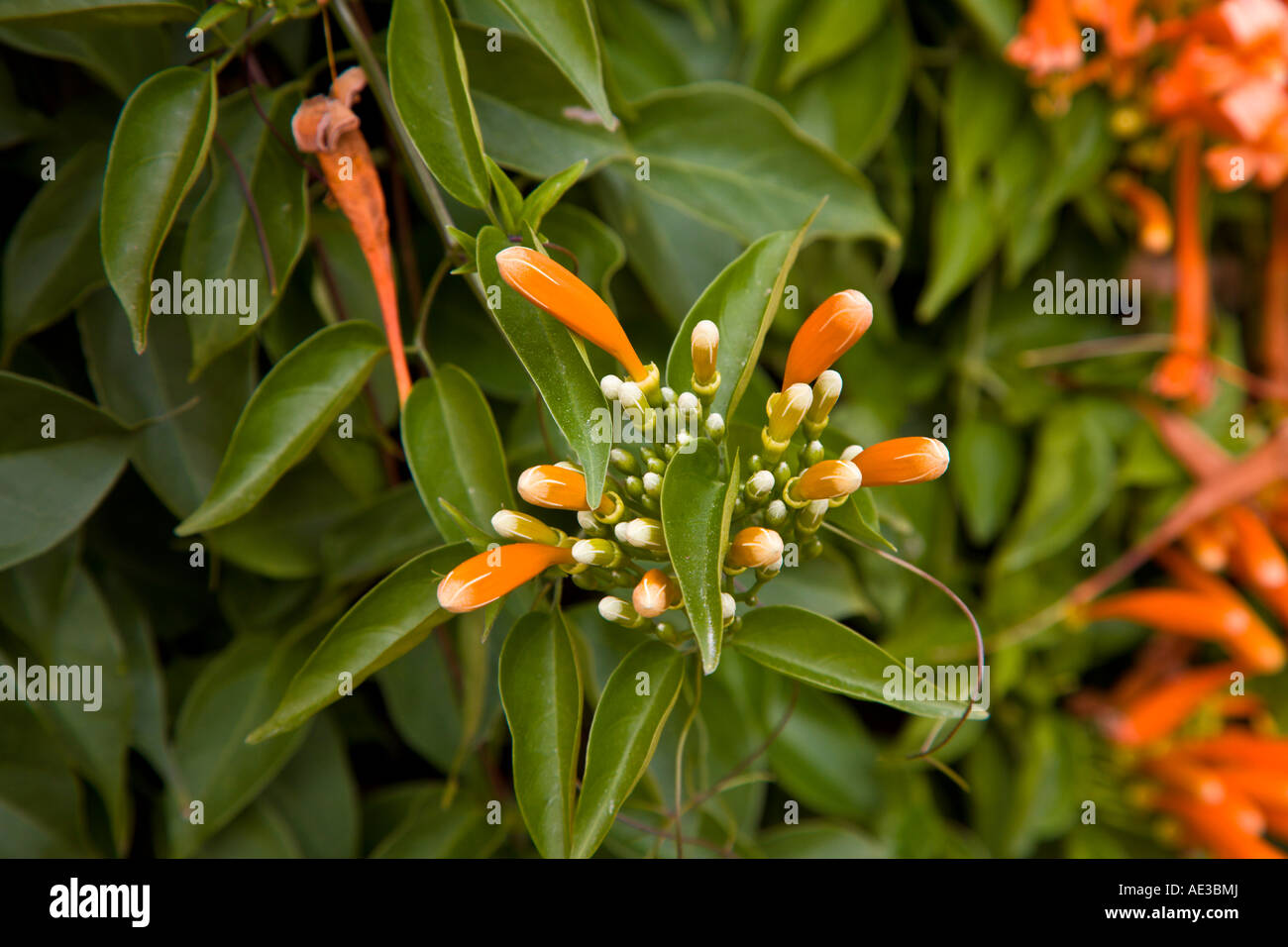 Pyrostegia Venusta wachsen wild in Zentral-Florida, USA Stockfoto