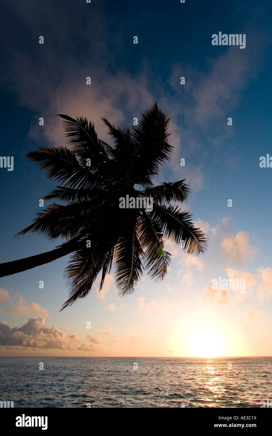 Palm, die Neigung zu den Ozean Mahe Seychellen Stockfoto