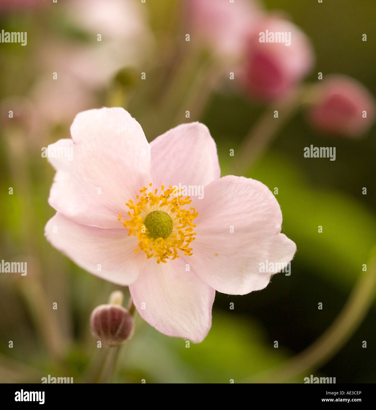 Japanische Anemone, Anemone japonicum Stockfoto
