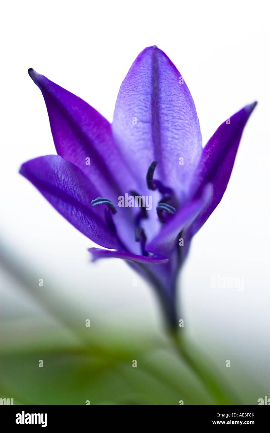 Kunst Stillleben Bildnis eine blaue Blume Brodiaea England UK Stockfoto