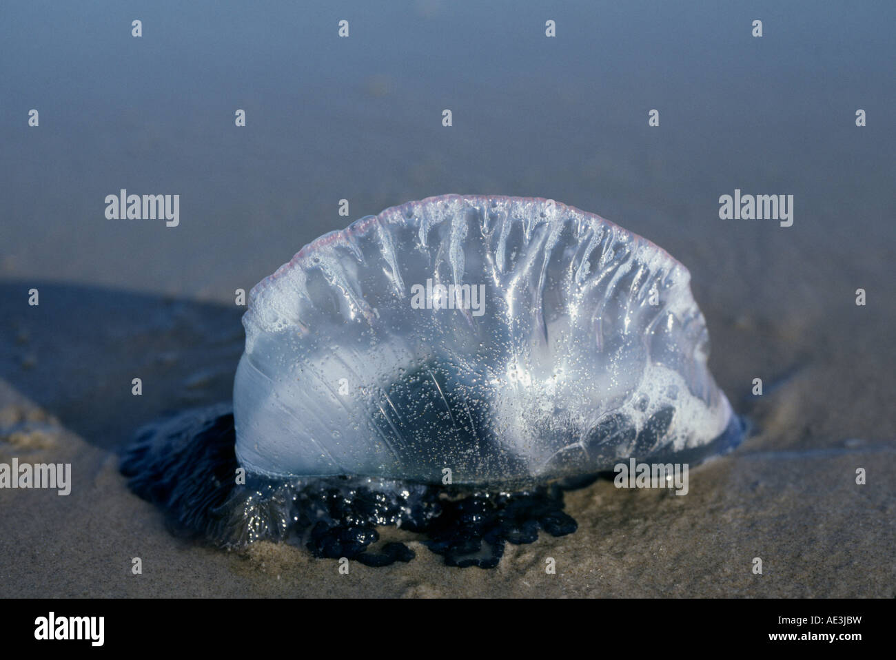 Die portugiesischer Mann O Krieg Physalia Physalis auch bekannt als Bluebubble oder Zusammenarbeit Stockfoto