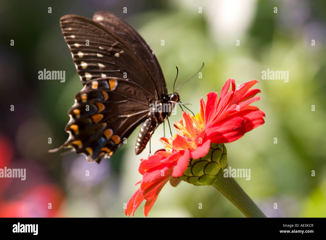 Östlichen schwarzen Schwalbenschwanz Schmetterling auf roten Zenia Stockfoto