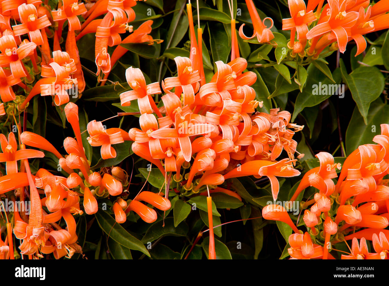 Pyrostegia Venusta wachsen wild in Zentral-Florida, USA Stockfoto