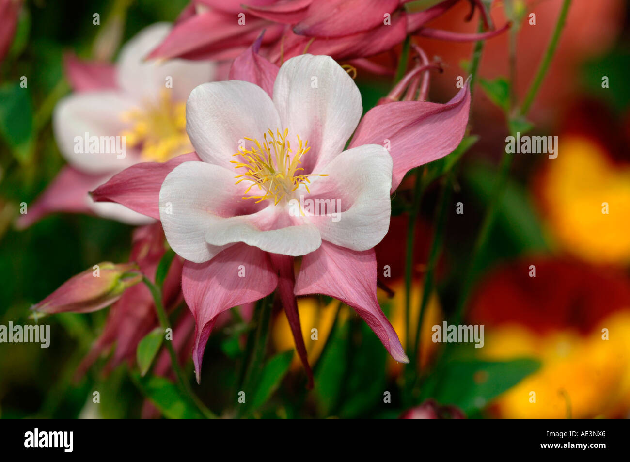 Akelei Blumen Stockfoto