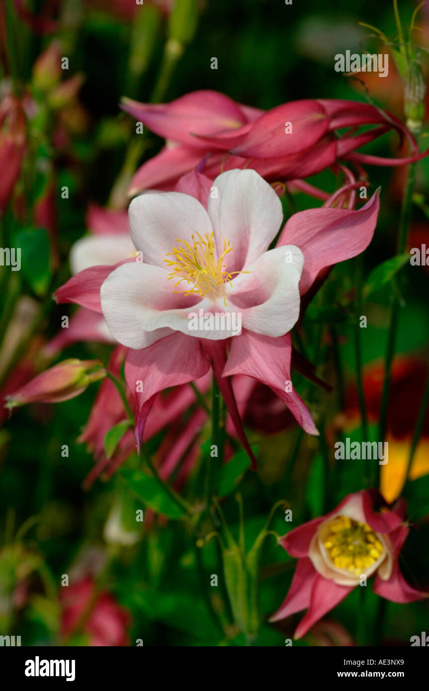 Akelei Blumen Stockfoto