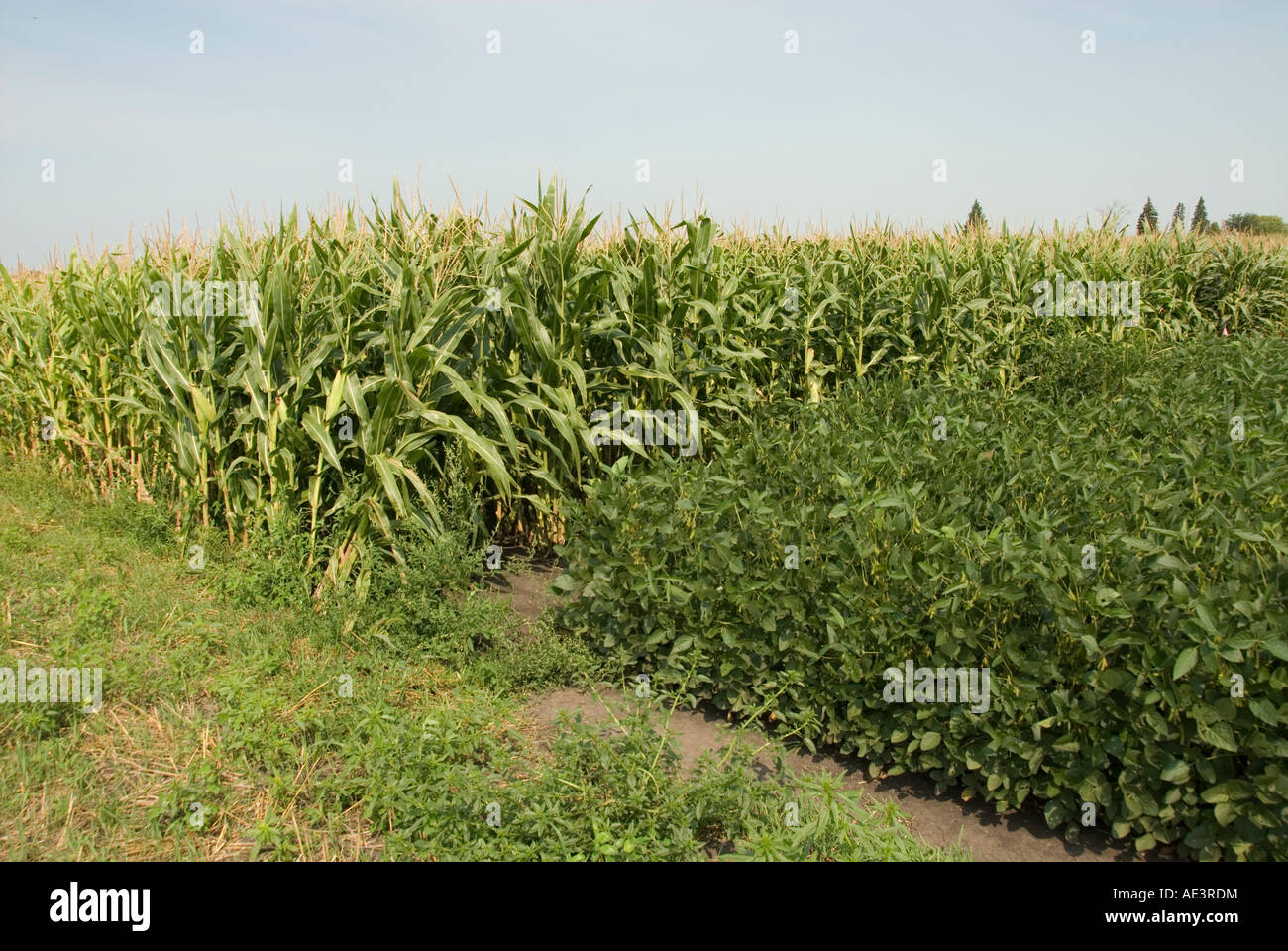 Minnesota Landwirtschaft Mais und Sojabohnen sind die zwei Hauptkulturen der südlichen Minnesota gezeigt, hier wachsen zusammen Stockfoto