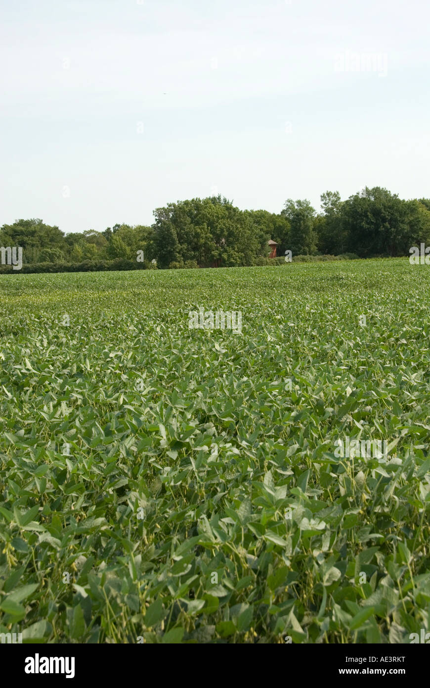 Minnesota Landwirtschaft Mais und Sojabohnen sind die zwei Hauptkulturen der südlichen Minnesota Bereich von Sojabohnen Stockfoto
