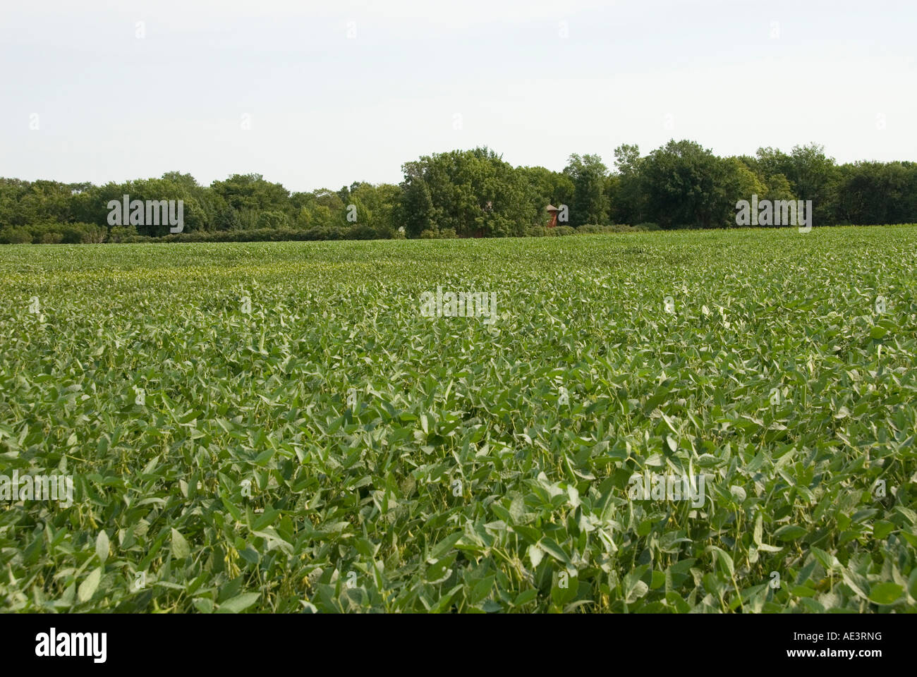 Minnesota Landwirtschaft Mais und Sojabohnen sind die zwei Hauptkulturen der südlichen Minnesota Bereich von Sojabohnen Stockfoto